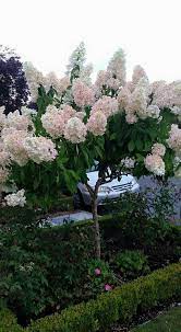 Disc Charm Anklet Set Forever 21 Hydrangea Landscaping Hydrangea Garden Front Yard Landscaping Design