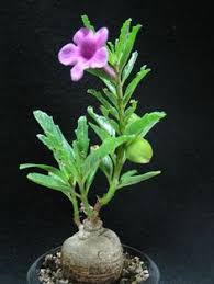 Image result for Pterodiscus aurantiacus