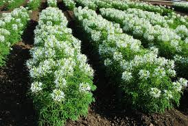 Image result for Cleome bororensis