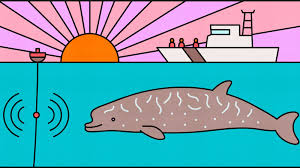 We have this answer, plus other fascinating animal facts. Beaked Whales Are Holding Their Breath Right Now The Atlantic