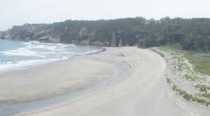 Image result for Selago barabei