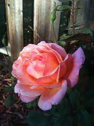 Wild Ginger Rose Beautiful Flowers Pretty Flowers Beautiful Roses