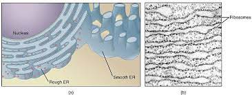 Rer possesses ribosomes attached to its membranes. The Endoplasmic Reticulum Rough Smooth Teachmephysiology