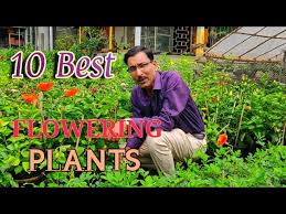 The bark is greyish in color with simple. 10 Best Permanent Flowering Plants You Can Grow In September And October Youtube