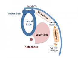 Check 'somites' translations into scottish gaelic. Somitogenesis Embryology