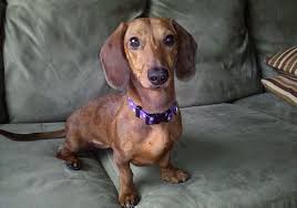 We use akc reunite chips. Dapple Miniature Dachshund Brown We Are Honored To Post This Tale Of Beautiful Red Smooth Dappled Eva Dachshund Dachshund Dog Dog Grooming Business