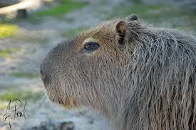 R/capybara is dedicated to the capybara. Carpincho Capybara Zoo Labenne A Peral Flickr