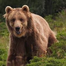 Les plus beaux endroits et paysages du monde en photos. Le Plus Beau Pays Du Monde Volume 3 Le Sanctuaire Amazon Fr Gerard Lanvin Frederic Fougea Gerard Lanvin Dvd Blu Ray