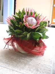 Pin On Flowers
