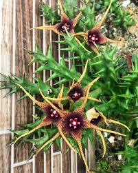 Image result for Orbea caudata