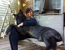 Wolf Dog Can T Wait To Get One Defiantly Getting One Before Any Other Animals Extra Large Dog Breeds Large Dog Breeds Dog Breeds