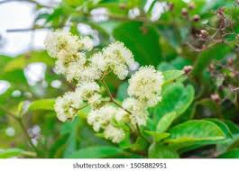 Image result for Tetracera