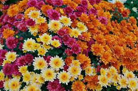 Of course, in order for mums to achieve their full potential, keep the following in mind when it comes to planting Caring For Autumn Mums Goffle Brook Farms
