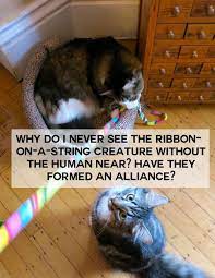 If Cats Could Talk Here Are 18 Funny Things Cats Would Say Cat Care Funny Cats Cats