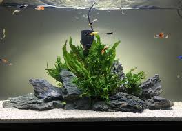 The Island Inspired Aquariumfreshwaterfishtanks Di 2020 Akuarium Ikan Hewan