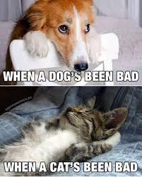 Hot Selling Amazing This Mat Actually Catches Litter Your Cat Definitely Want You To Get It Right Now Funny Animals Cute Animals Cat Memes