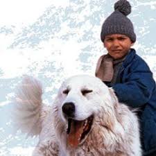 Belle et sébastien générique du dessin animé (名犬ジョリィ, meiken jorī, 1980). Epingle Sur Series T V D Hier Et D Aujourd Hui