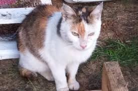 Diesmal erschien eine schwarze katze, die gerade in der perrera gestorben war. Regenbogenland Kolner Katzenschutz Initiative E V