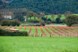 Güemes, cantabria, españa square meters: Campoberry Pone De Moda El Arandano En La Cornisa Cantabrica Cantabria Economica
