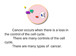 The key mission of who's work in cancer control is to promote national cancer control policies, plans and programmes that are harmonized with strategies for ncds and other related health concerns. Cancer Occurs When There Is A Loss In The Control Of The Cell Cycle There Are Many Controls Of The Cell Cycle There Are Many Types Of Cancer Ppt Download