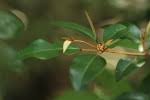 Image result for Croton pseudopulchellus