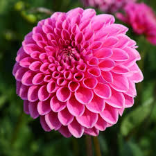 Dahlia, genus of about 40 species of flowering plants in the aster family, native to the higher elevations of mexico and central america. Dahlia Sandra Dahlien Sommerbluher Qfb Gardening