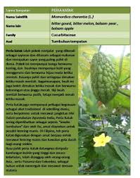 Peria katak mungkin suatu sayuran yang jarang didengari dalam kehidupan seharian namun ianya adalah satu sayuran yang memiliki pelbagai khasiat untuk kesihatan manusia. My World Dunia Saya Khasiat Peria Katak