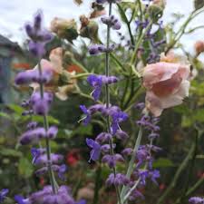 We did not find results for: Salvia Blue Spire Syn Perovskia Blue Spire Russian Sage Blue Spire Uploaded By Thegreenhornet