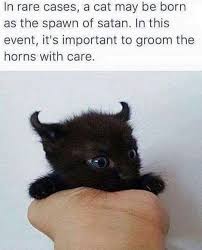 Maybe you would like to learn more about one of these? Chase The Time Away With Caturday 40 Cat Memes Cats Cat Memes Cute Baby Cats