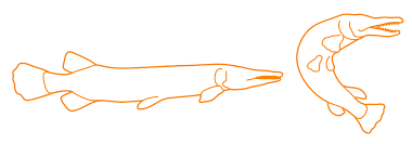 Alligator gar get big — really big — and they look like something that should be swimming around with dinosaurs, not bass and crappie. Alligator Gar Dimensions Drawings Dimensions Com