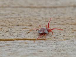 Image result for Trombicula autumnalis bites