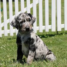 However, not all catahoulas have leopard. Puppies For Sale Greenfield Puppies Find Your Perfect Puppy