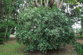 Image result for Maerua paniculata