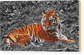 Image result for Cribbia