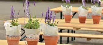 You can purchase a lavender tree at a reasonable price in a variety of pot sizes, from 2 inches all the way up to a gallon nursery pot. Potted Lavender How To Take Care Of A Lavender Plant
