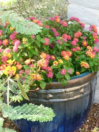 Garden Design With Lantana Made For The Top Heat Resistant Plants In Arizona With Shrub Landscaping Ideas From Tjsga Drought Resistant Plants Lantana Plants