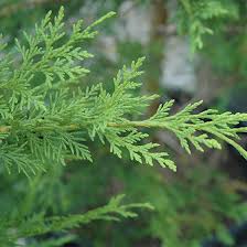 Ha romantikus leánykérést tervezel, esetleg eljegyzést, vagy már az esküvőt, hol máshol, mint a szerelem ciprus. Leyland Cypress Trees For Sale Online Free Shipping Over 125