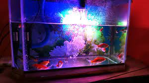 Ikan hias discus si raja aquarium air tawar. Video Aquarium Penuh Dengan Ikan Koi Lucu Banget 6 Menit Video Relaksasi Bikin Nyaman Youtube