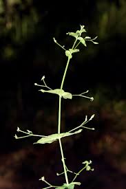 Image result for Justicia scandens