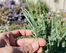 Image result for lavender cuttings