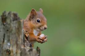 Nuts/seeds—two per day, preferably in the shell. Close Up Of Squirrel Holding Nut On Branch Stockphoto
