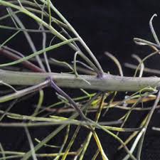 Image result for Rhamphicarpa brevipedicellata