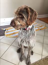 They are four weeks old and will be ready to go into your loving home in four weeks. Tallahassee Fl Wirehaired Pointing Griffon Meet Fred A Pet For Adoption