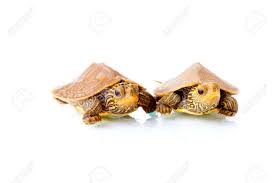 Baby Common Map Turtles Stock Photo Picture And Royalty Free Image Image 24636483