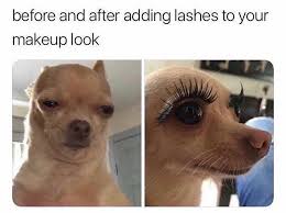 Ooooooh Those Lashes Tho Refer A Friend To Get A Full Set Of Eyelash Extensions And Youll Get A Fill For Free Funny Dog Memes Animal Jokes Funny Animal Memes
