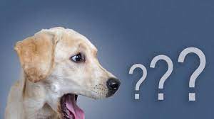 Which beans can dogs eat? Can Dogs Eat Beans Myrecipes