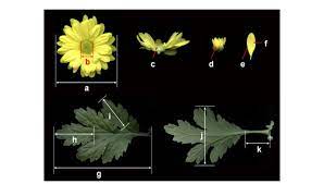 Measurement Of Morphological Characteristics Of Chrysanthemums Using Download Scientific Diagram