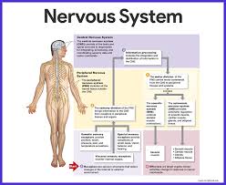 These two extremely important organs make cognition, sensation, movement and other physiological functions possible. Nervous System Anatomy And Physiology Nurseslabs Nervous System Anatomy Nervous System Diagram Peripheral Nervous System