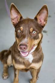The tail is fairly long and curved slightly. 100 Kelpies Ideas Australian Kelpie Puppies Australian Kelpie Dog
