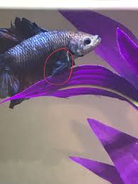 Betta Fish Lying At Bottom Of Tank Gasping He Has Lost A Lot Of Color His My Aquarium Club